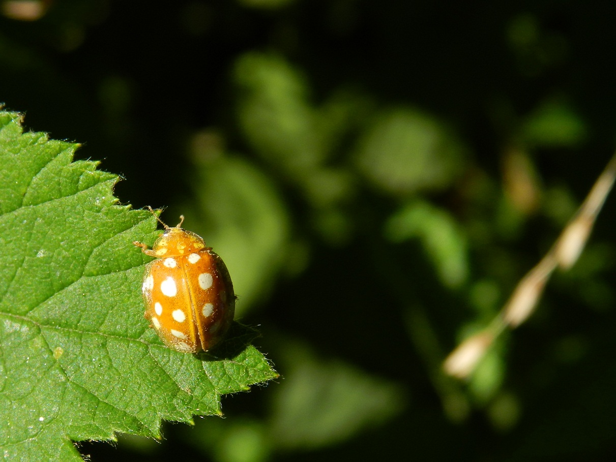 Halyzia sedecimguttata da Varese